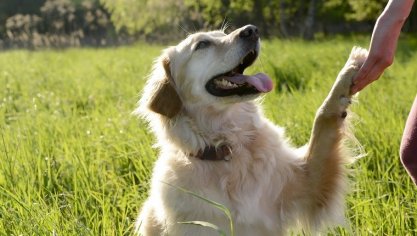 DÍA INTERNACIONAL DE LOS ZURDOS: ¿Cómo saber si tu perro es zurdo o diestro? - Blog Snau