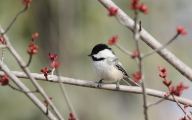 The Chickadee Birds: All About Chickadees - Birds and Blooms
