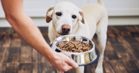 16 Worst Dog Food Brands To Avoid (+16 Top Choices) | Puplore