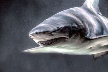 Top 10 Terrifying Creatures Even Sharks Fear
