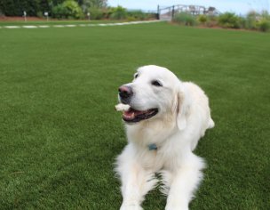 How to Install Artificial Turf for Dogs | 7 Easy Steps to Pet Turf Installation -