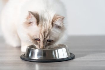 Unbiased Cat Food Brands Reviews (A-Z) In 2022 With Ratings - All About Cats