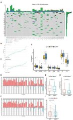 Cancers | Free Full-Text | Whole-Exome Sequencing Reveals the Genomic Features of the Micropapillary Component in Ground-Glass Opacities