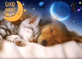 Everyday Good Night Cards, Free Everyday Good Night Wishes | 123 Greetings