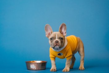 9 Best Hydrolyzed Dog Foods in 2022 – Reviews & Top Picks | Pet Keen