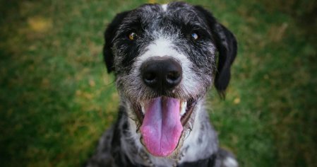 Why Is My Dog Panting and Restless? 7 Concerning Causes and What to Do About Them - Dr. Buzby's ToeGrips for Dogs