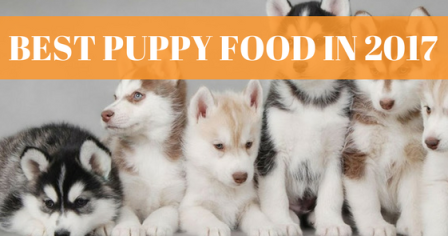 20 Best Puppy Foods 2022 (15 Dry and 5 Wet options) - Animalso