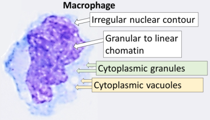 Macrophage - Wikipedia