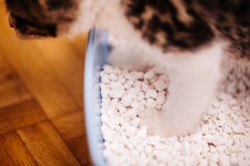 The 7 Best Cat Litters, Tested by The Spruce Pets