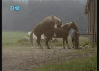 Best Horses Mating GIFs | Gfycat