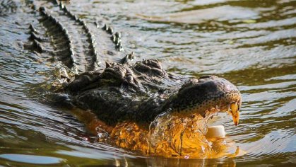 Alligator hunting season starts in Florida with expanded time, weapons â WFTV
