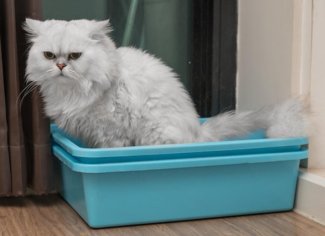 Best (and Worst) Spots for Your Cat’s Litter Box | PetMD