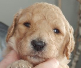 Family`s Standard Poodles | Standard Poodle Puppies for sale - Ontario