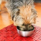 How to Prepare Ground Beef for Dogs | Dog Care - Daily Puppy