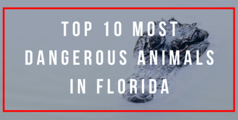 The Top 10 Most Dangerous Animals in Florida - WanderWisdom