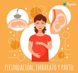 Fecundación, embarazo y parto: la reproducción humana - Pequeocio