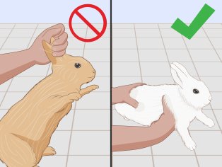 How to Care for an Injured Rabbit (with Pictures) - wikiHow