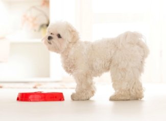 The Best Food Options for Your Dog with Allergies | PetMD