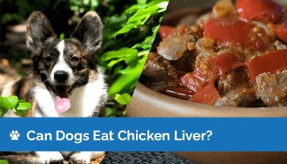 Can Dogs Eat Chicken Liver? What You Need To Know! | Hepper