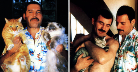 20 Pictures Of Freddie Mercury With His Cats That Show How He Treated Them Like His Babies