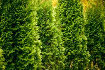 Everything You Need to Know About Thuja Green Giant Trees