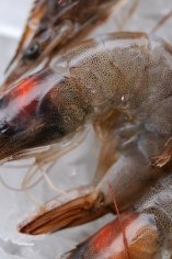 How to Cook Prawns - Great British Chefs