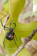 Top 10 Most Poisonous Spiders on the Planet