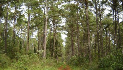 La industria forestal celebra: el Gobierno comenzará a regularizar pagos atrasados – Master News