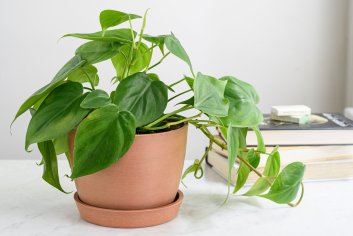 Philodendron Varieties: How to Grow Indoors