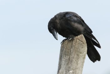 Three Black Crows Definition