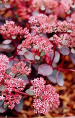 17 Best Sedum Plants That Will Look Gorgeous Through Heat and Cold