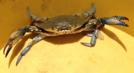 How to Catch, Clean, and Cook Blue Crabs - Delishably