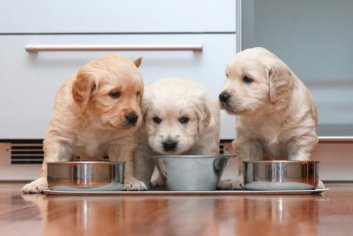 The 15 Best Affordable Dog Foods [ 2022 Reviews ]