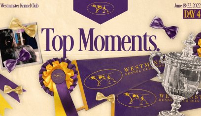Westminster Dog Show 2022: Top moments, winners, Best in Show champ | FOX Sports
