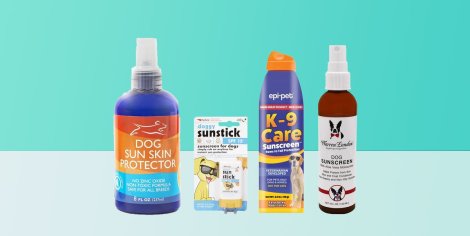 6 Best Dog Sunscreens to Buy in 2022 - Do Dogs Need Sunscreen?