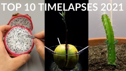 TOP 10 PLANT TIMELAPSES OF 2021 - 859 Days in 8 minutes