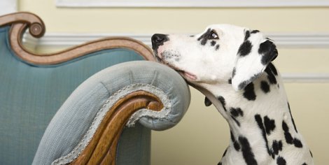 7 Best Pet Proof Furniture Fabrics - Dog-Friendly Fabric for Couches and Chairs