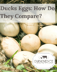 Duck Eggs: Everything You Need to Know About Eating Duck Eggs