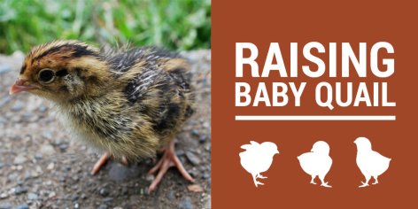 Baby Quail - How To Raise Quail & What To Feed Them - The Tiny Life