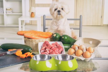 Vet-Approved Homemade Dog Food Recipes