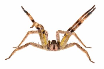 10 Most Dangerous Spiders in the World | Planet Deadly