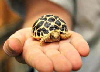 buy tortoise near me | baby tortoises for sale tortoise for sale online farms
