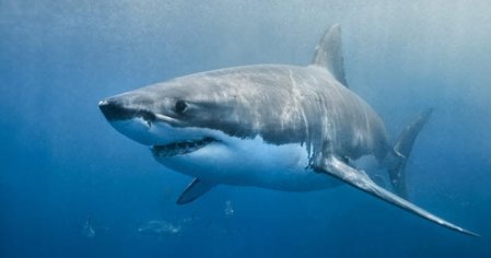 Top 10 Shark Week Conspiracy Theories - Listverse