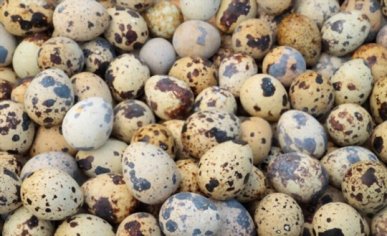 What Do Quail Eggs Taste Like? Do Quail Eggs Taste Good? | EatDelights