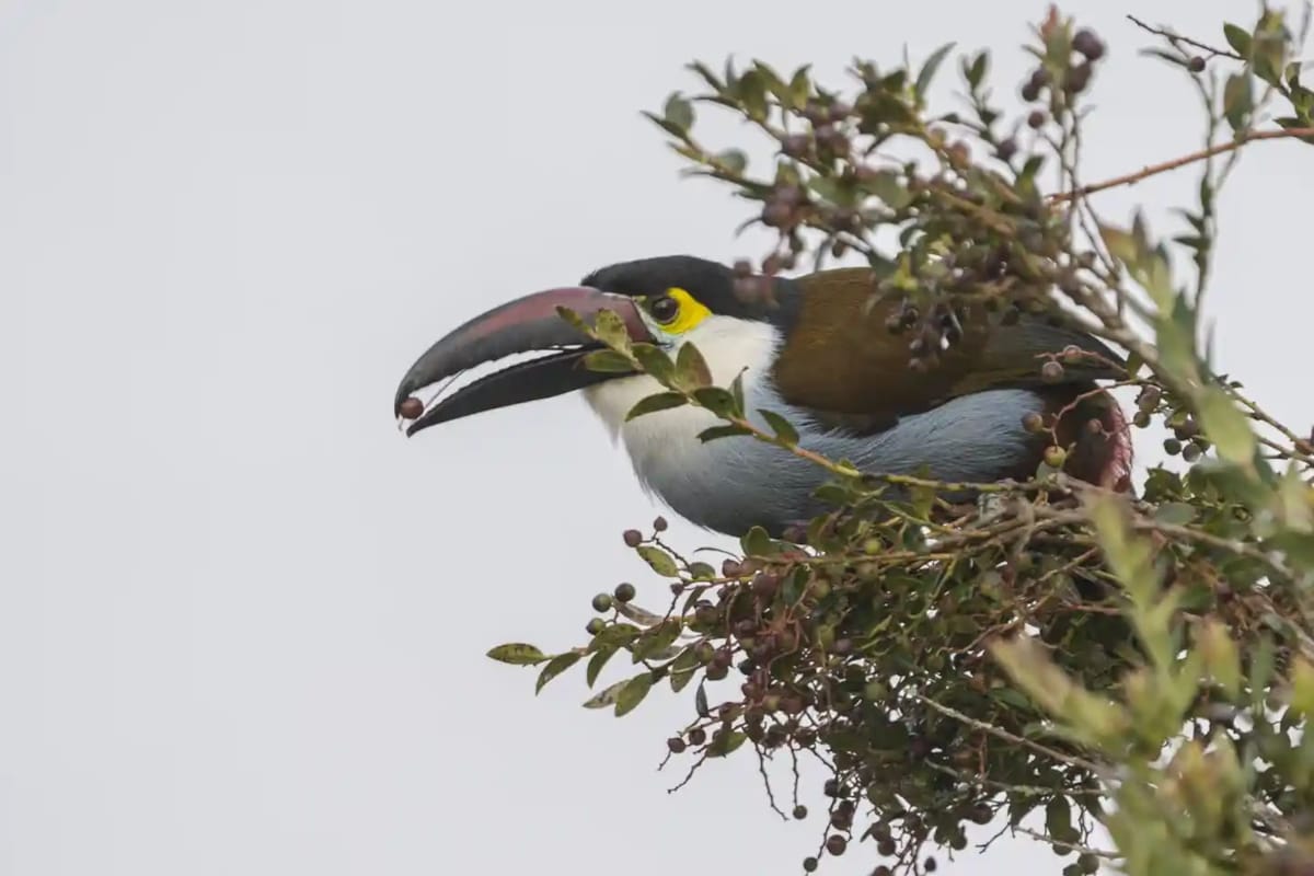 A toucan eating a mortino fruit; a native plant of Colombia