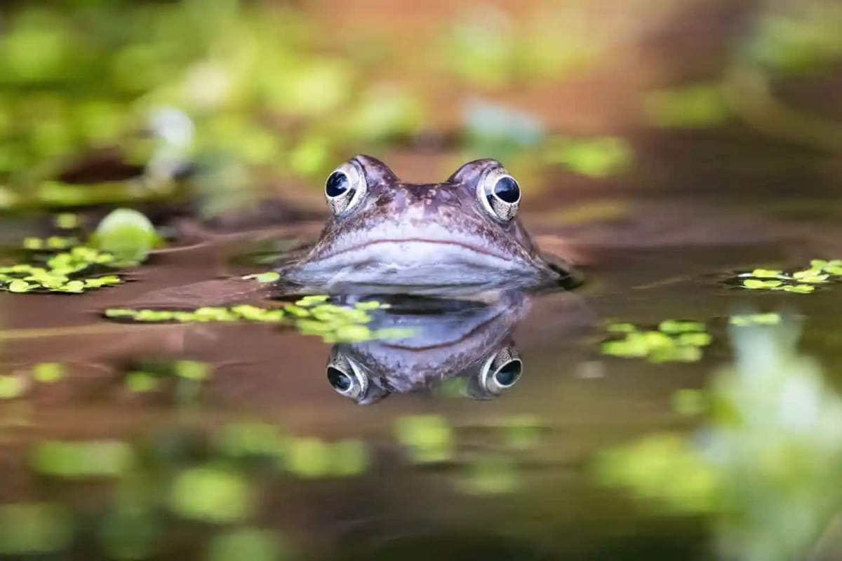 A frog in a garden pond in Britain