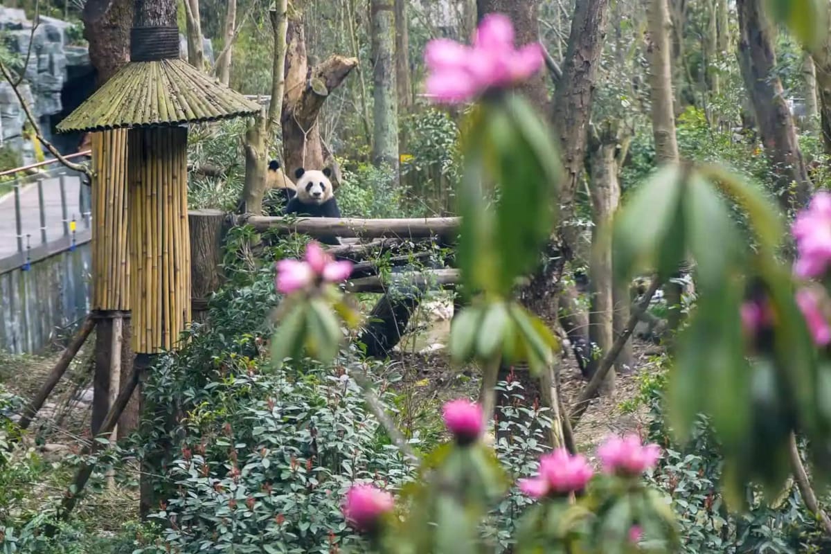 Giant pandas are attracted by the blooming of azaleas in the Panda Valley in Chengdu, southwestern China. | Photo: Rex
