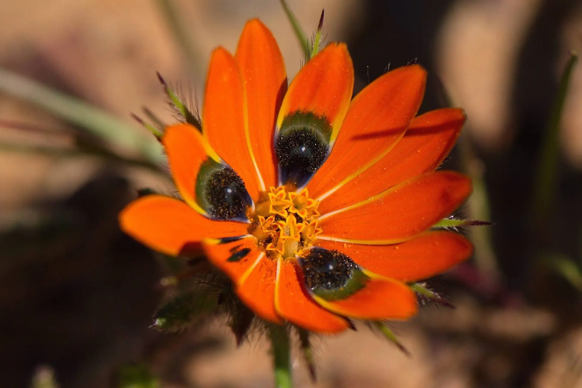 Gorteria diffusa flower