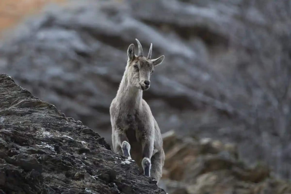 A wild goat on steep rocky cliffs in Turkey National Park