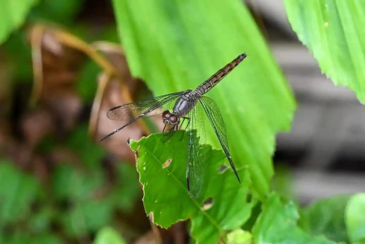A mosquito in the Sungei Buloh Wetland Reserve in Singapore